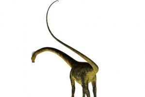 世界尾巴最长的十种动物